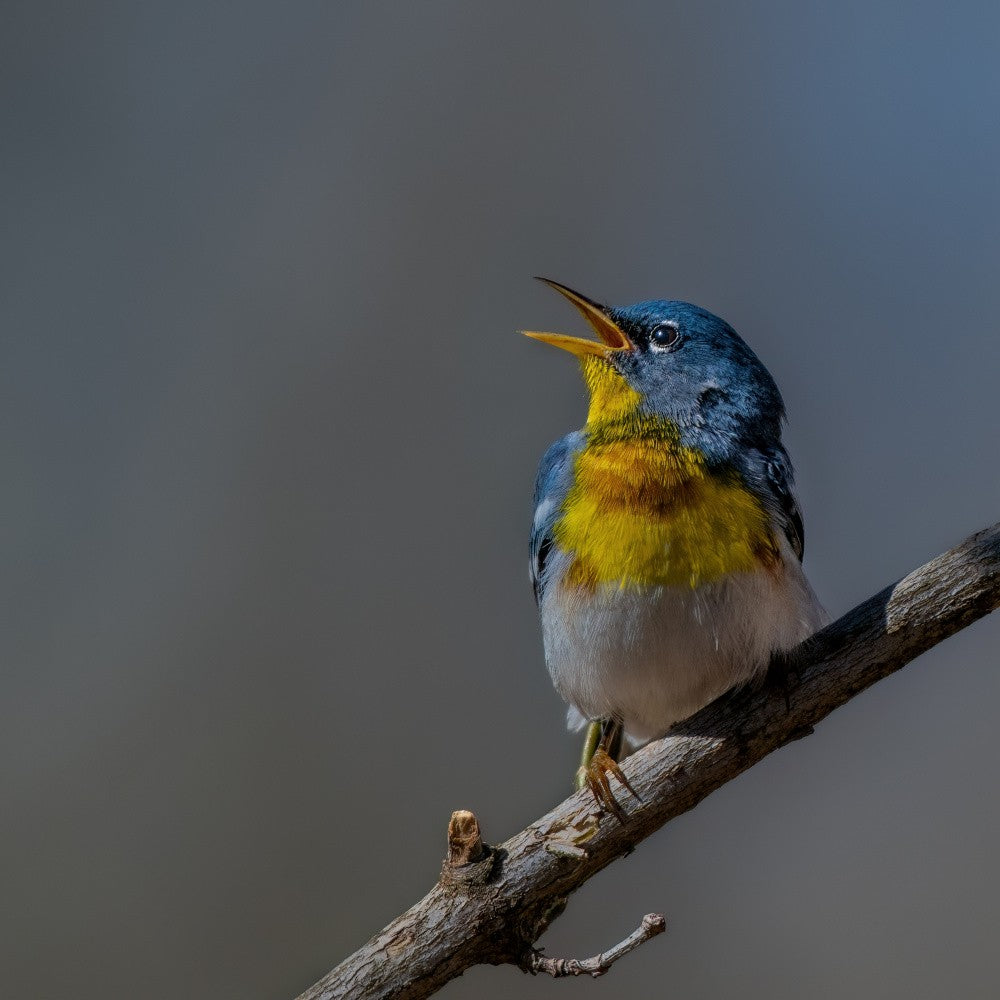 Northern Parula