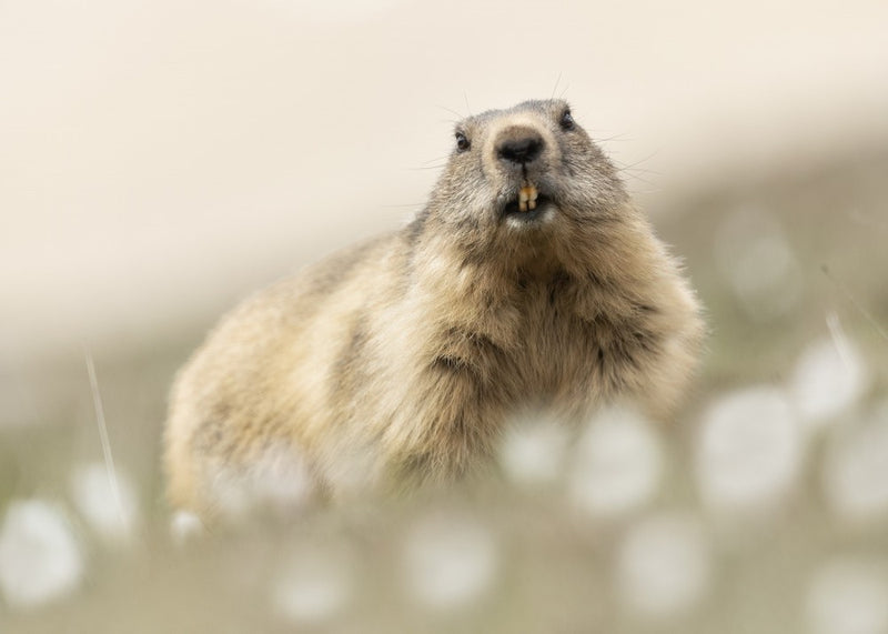 The Marmot and the flowers