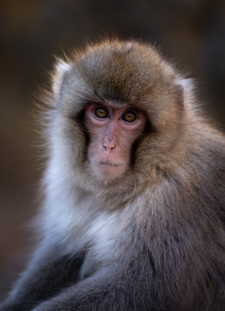 Snow monkey