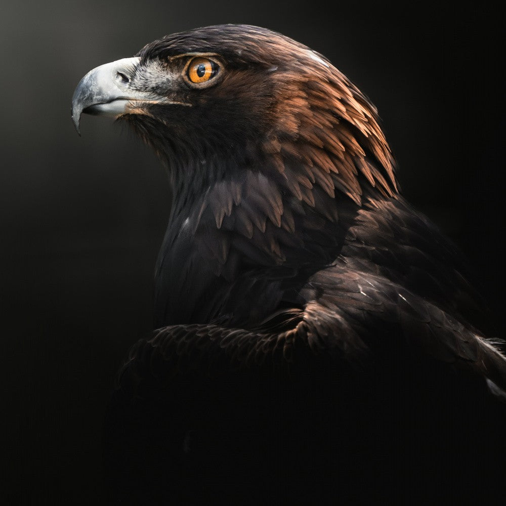 Golden Eagle