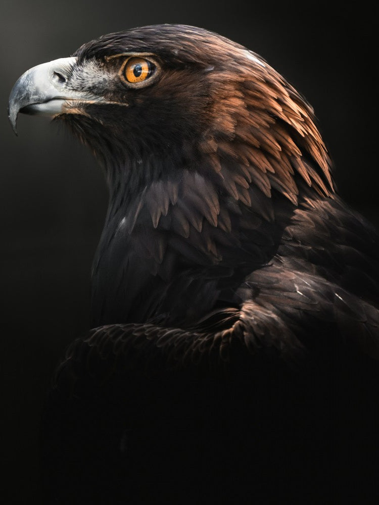 Golden Eagle