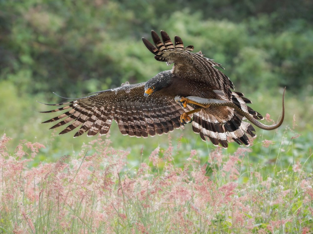 Crested Serpent Eagle