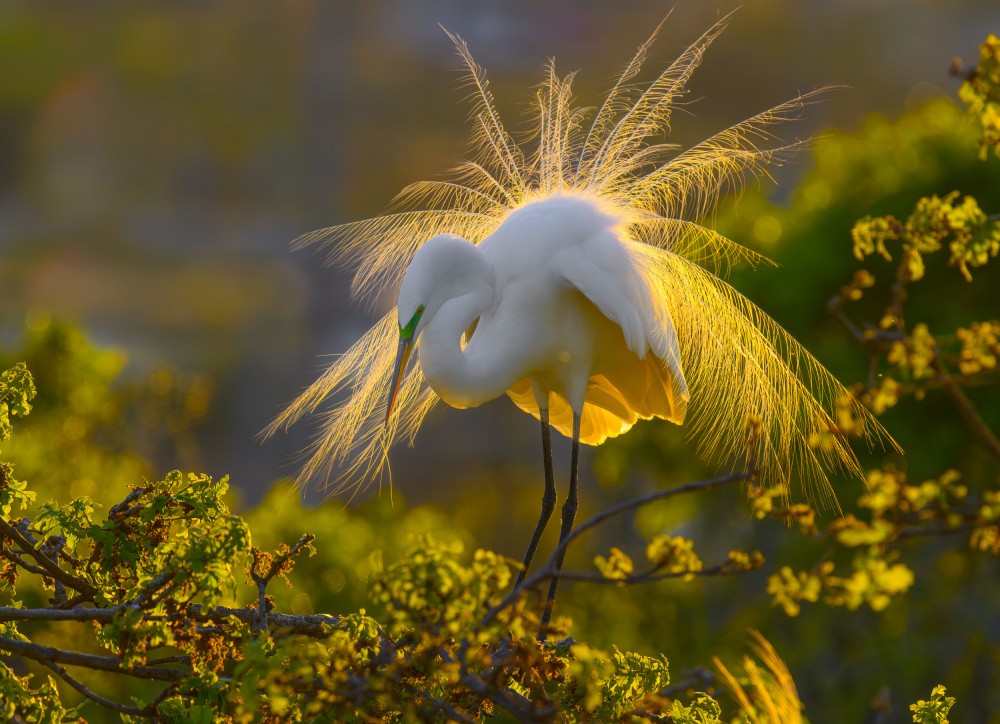 A Great Egret