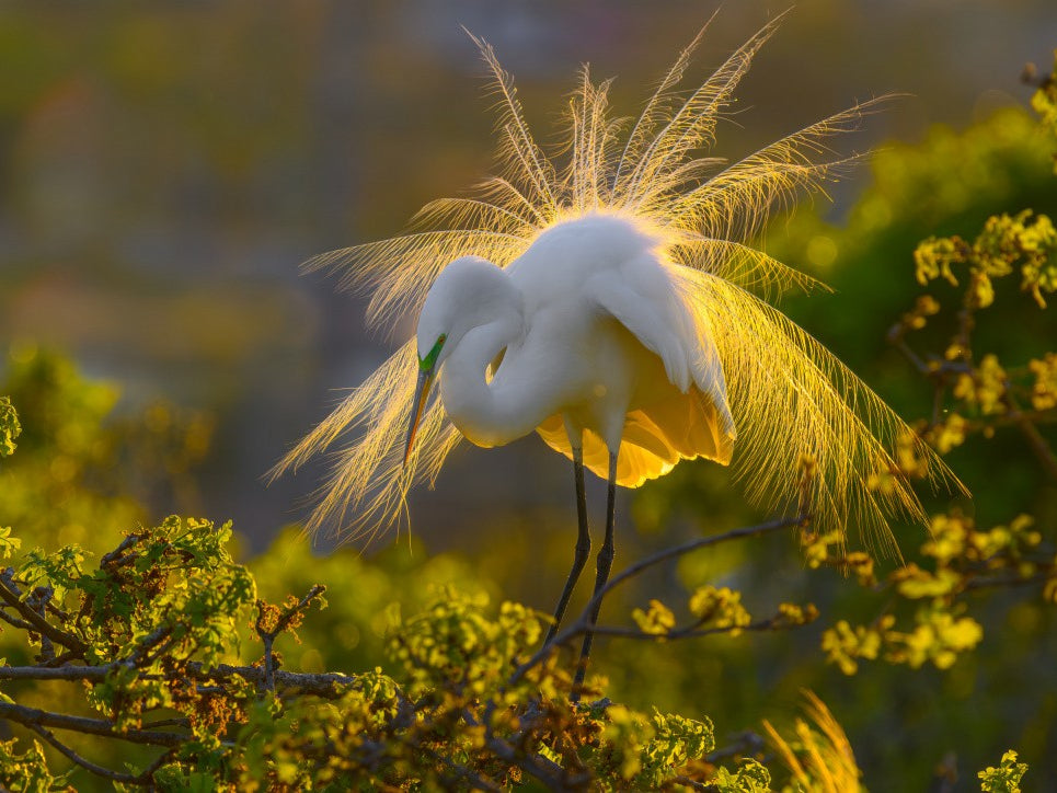 A Great Egret