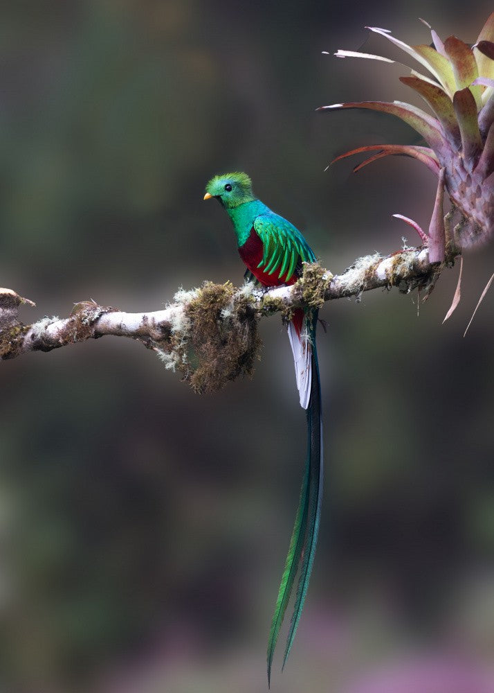 Resplendent Quetzal