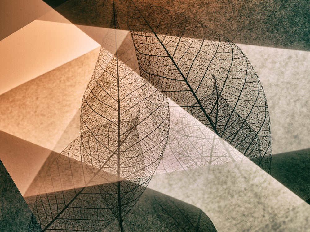  Leaf