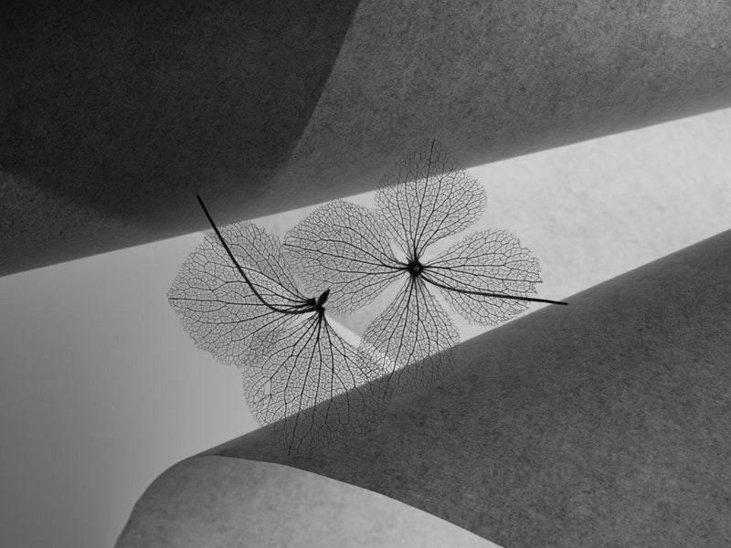 Hydrangea
