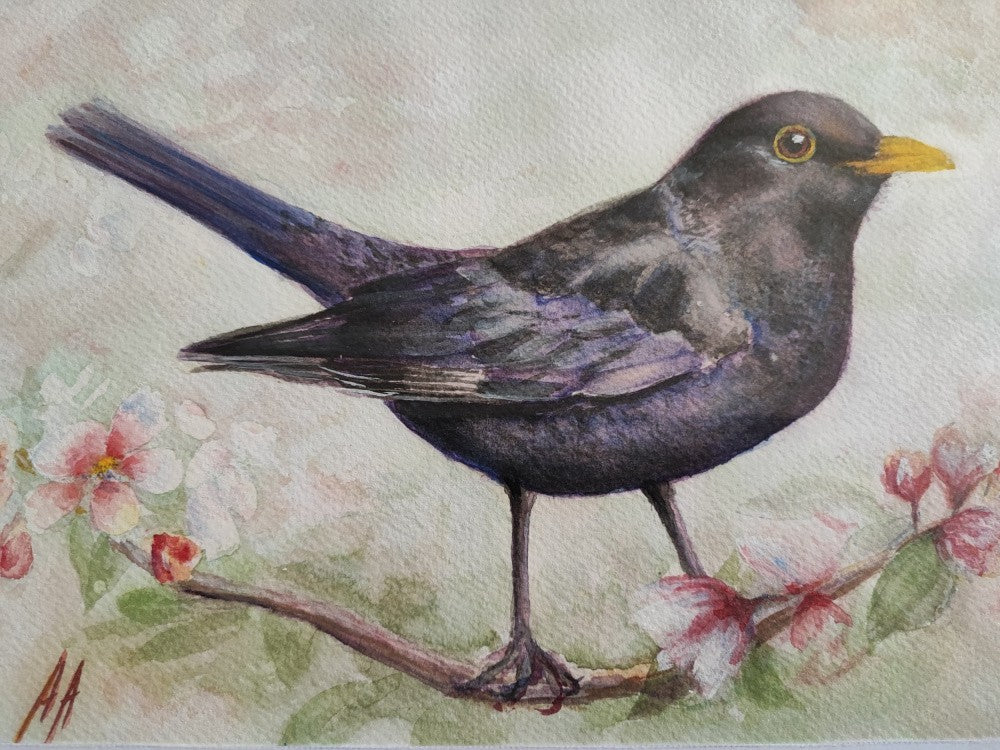 Oiseau noir