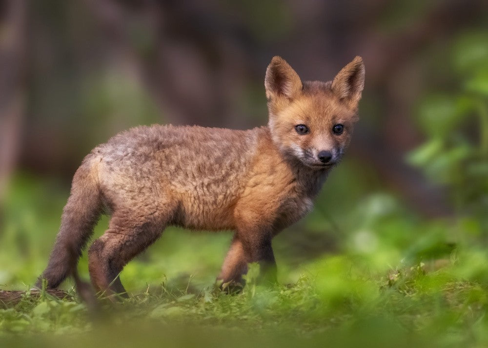 Baby Fox