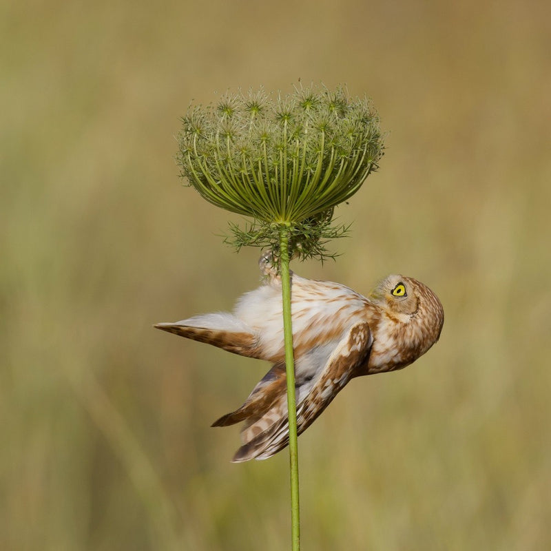 Acrobat