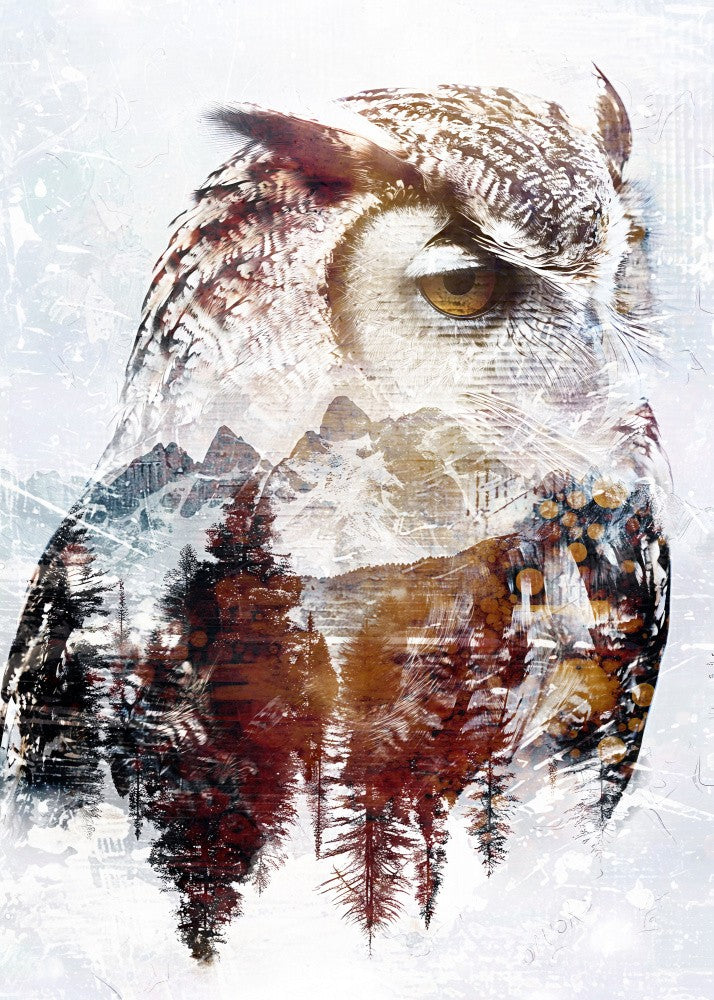 Owl Wild Animal Vintage Illustration Art 02
