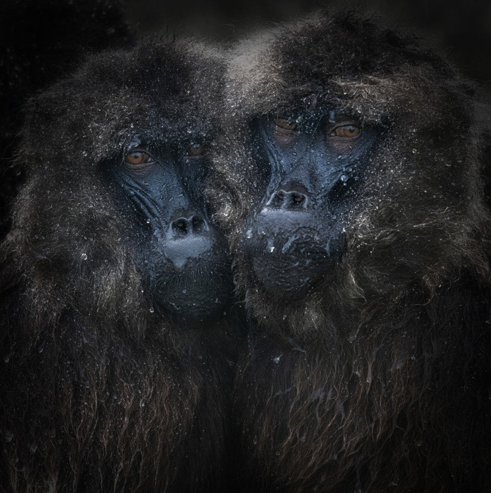 Gelada Baboons Under the Rain