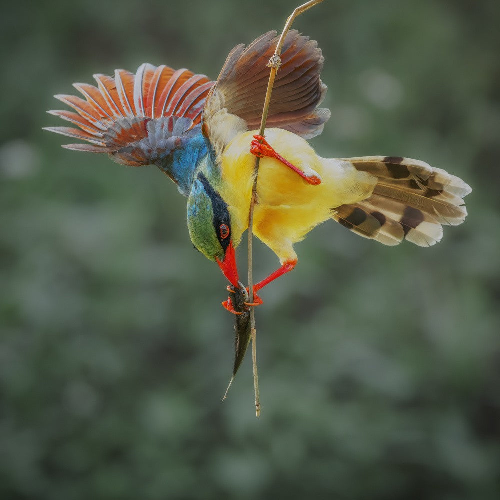indochinese green magpie