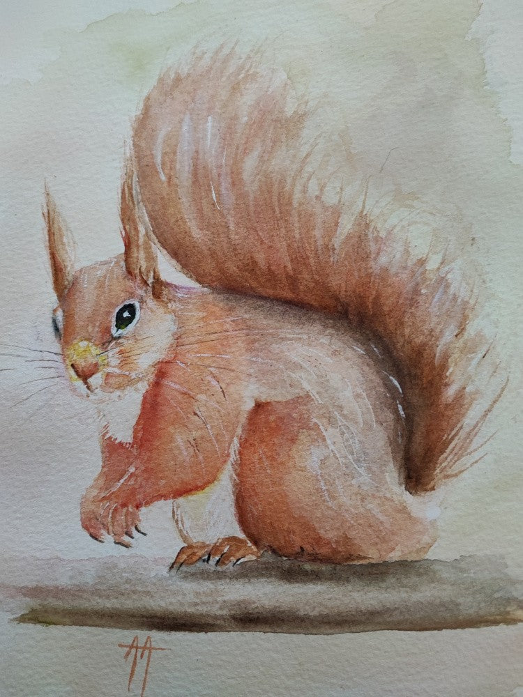 Rotes Eichhörnchen
