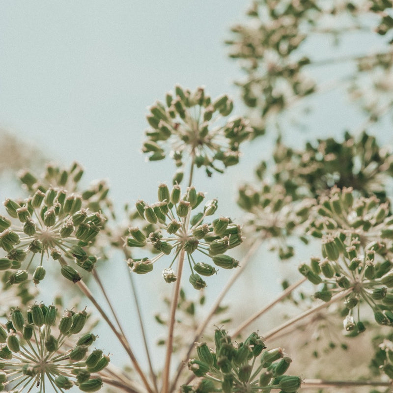botanical study no. 281
