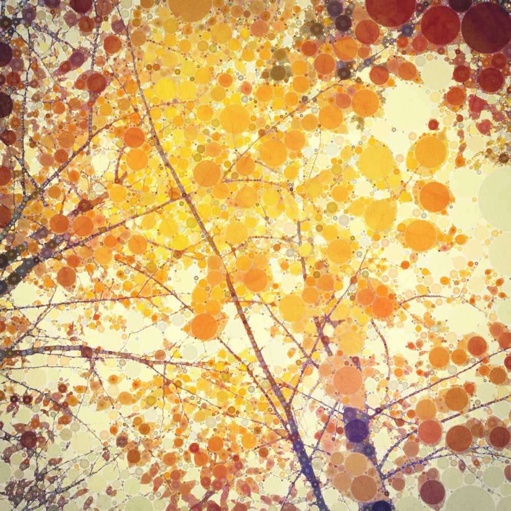 yellow autumn birch leaves