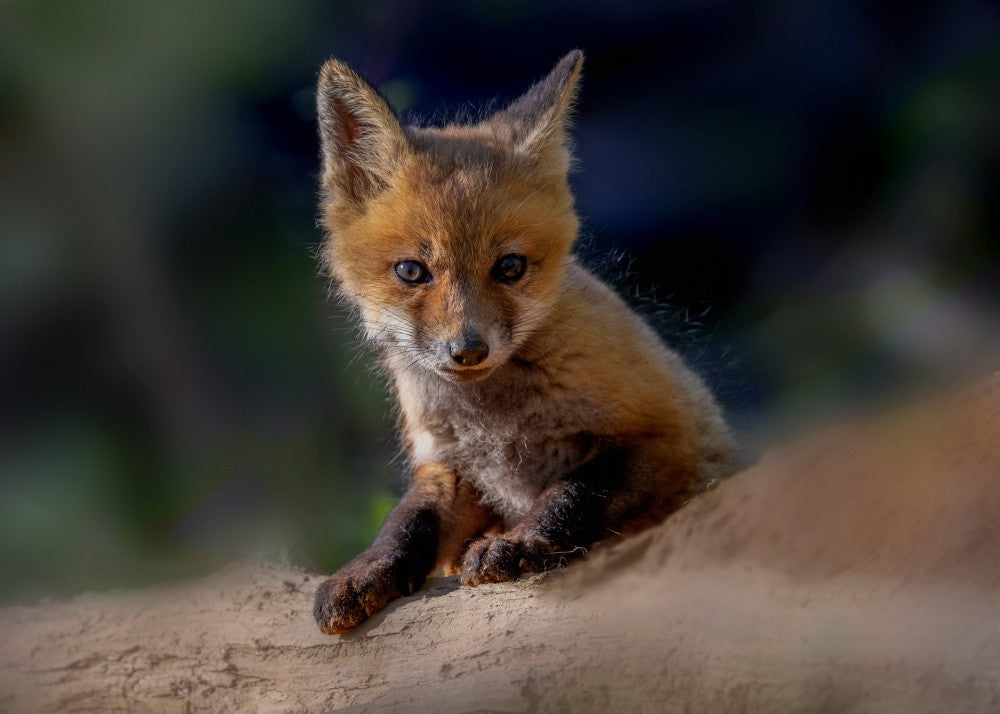 Curious Look