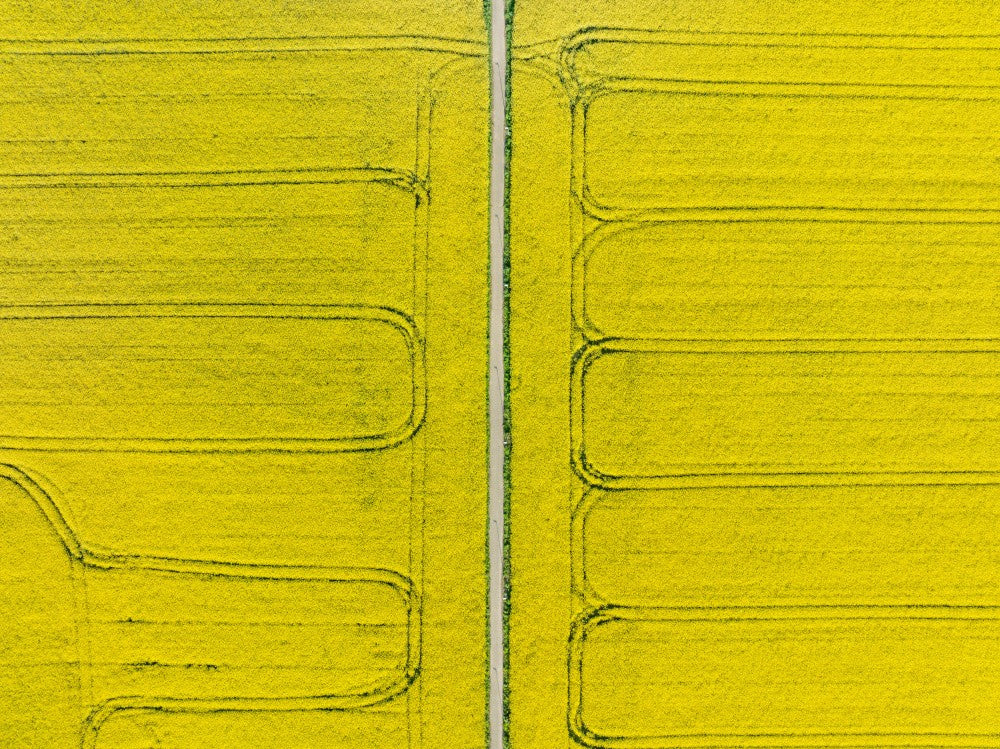 Mustard field