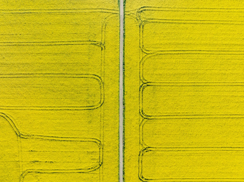 Mustard field