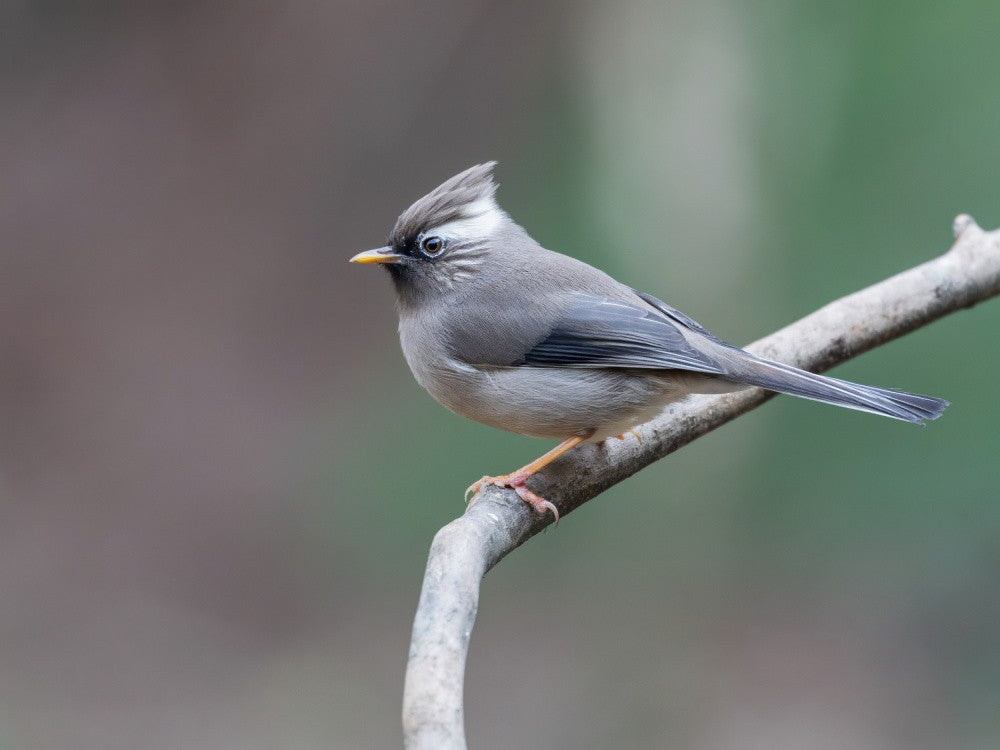 white-collared yuhina