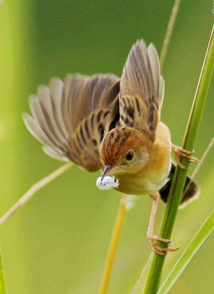Make a Nest