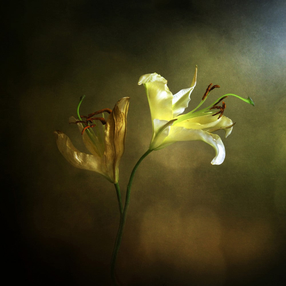 Lilies