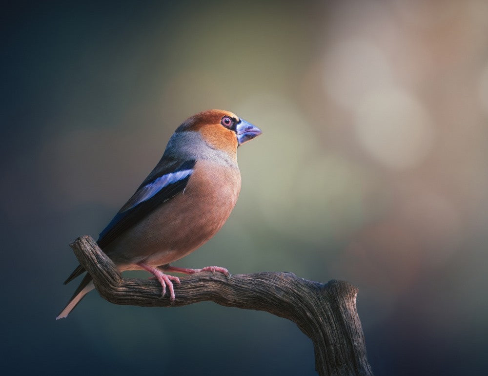 Coccothraustes / Pico Gordo 7R54836