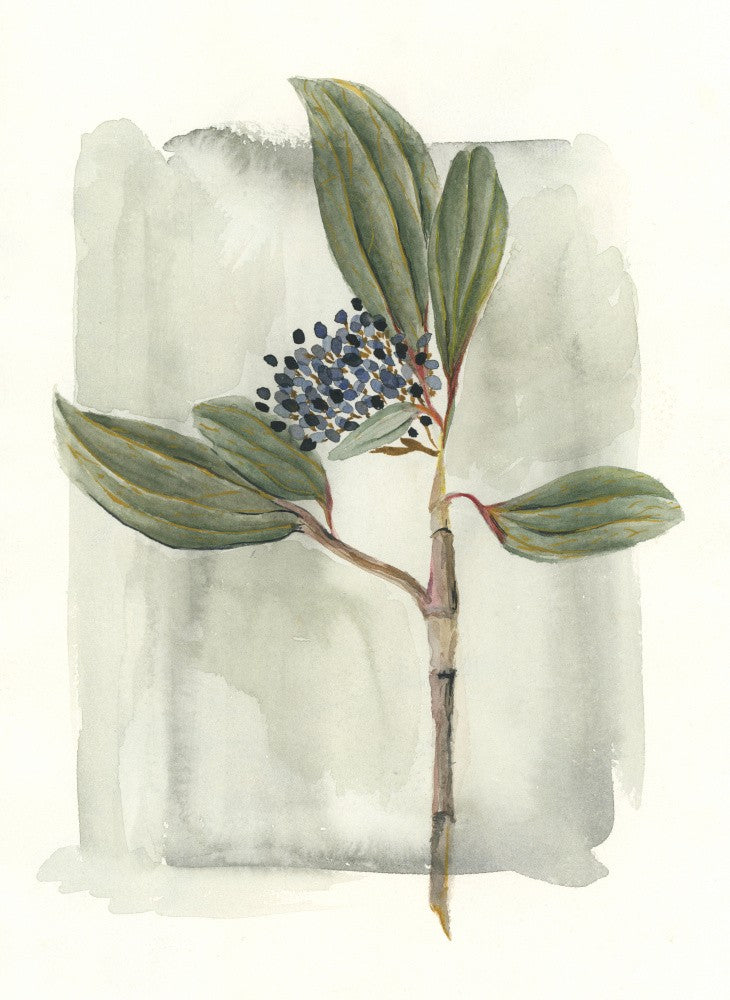 Viburnum davidii