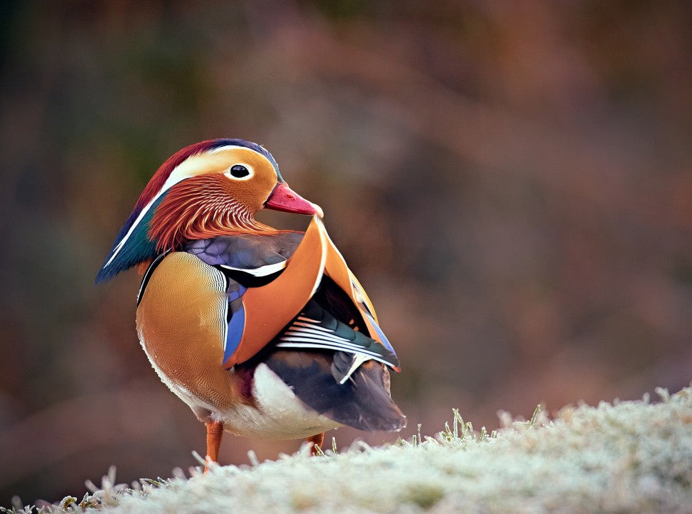 All the colours