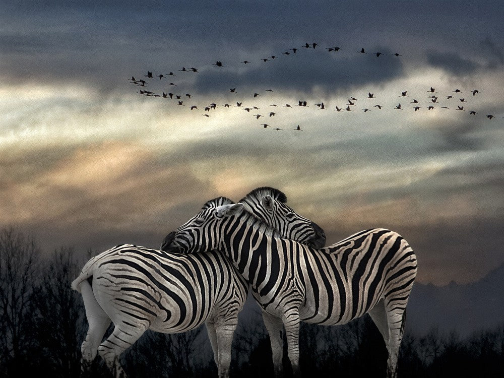 Zebras at sunset