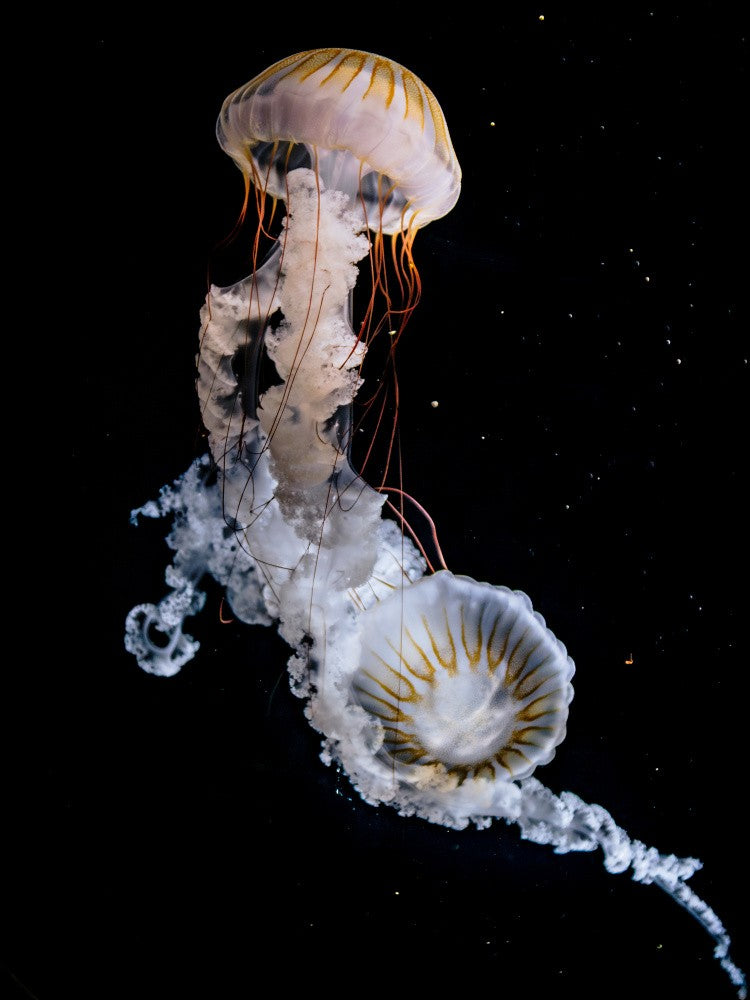 Two Sea Nettle