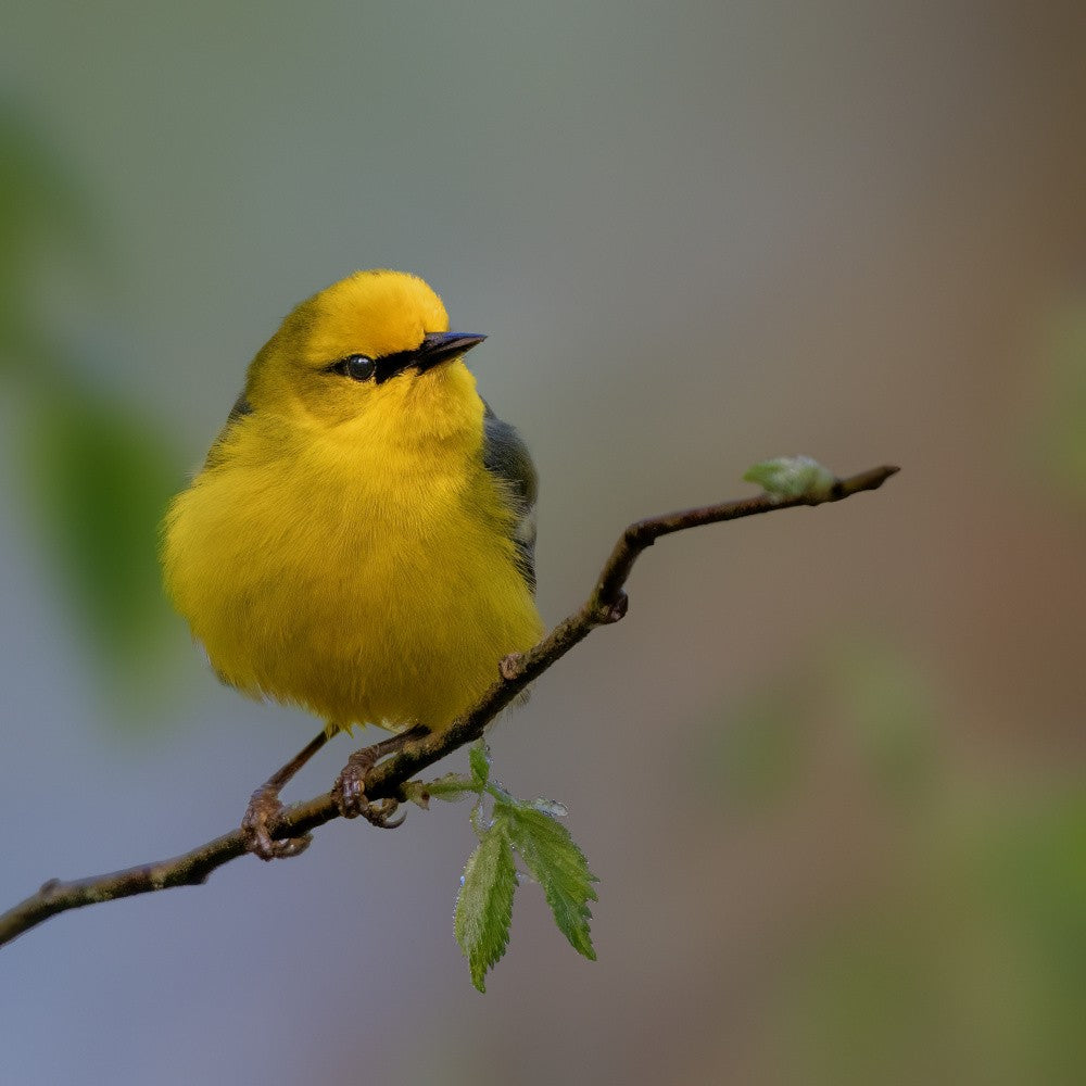 Blue-winged warbler