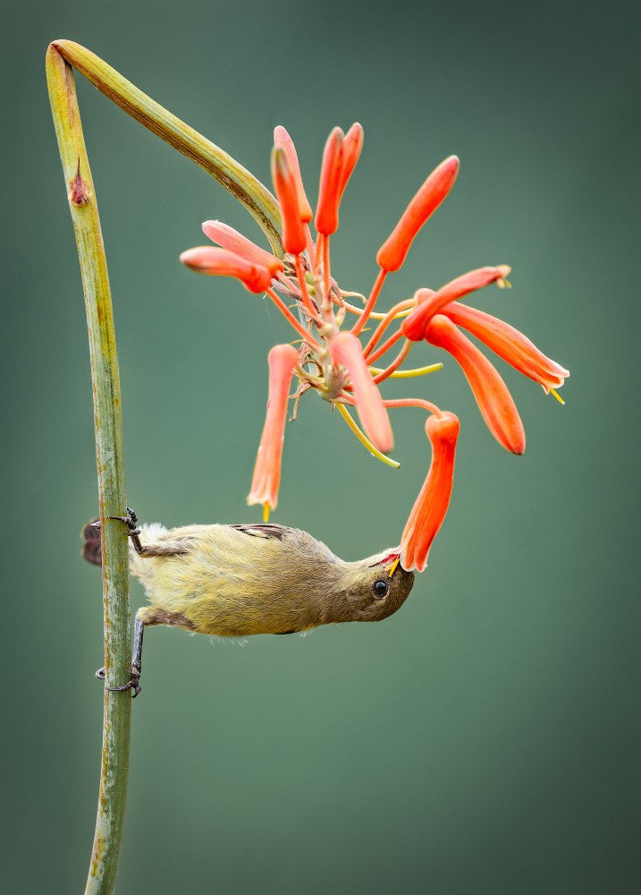 PALESTINE SUNBIRD