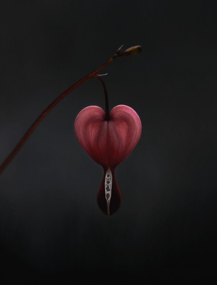 Dicentra