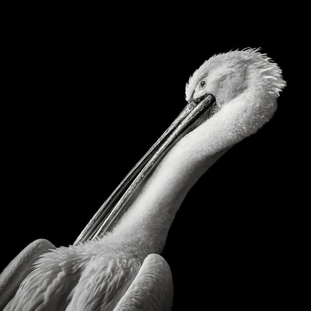 Pelican