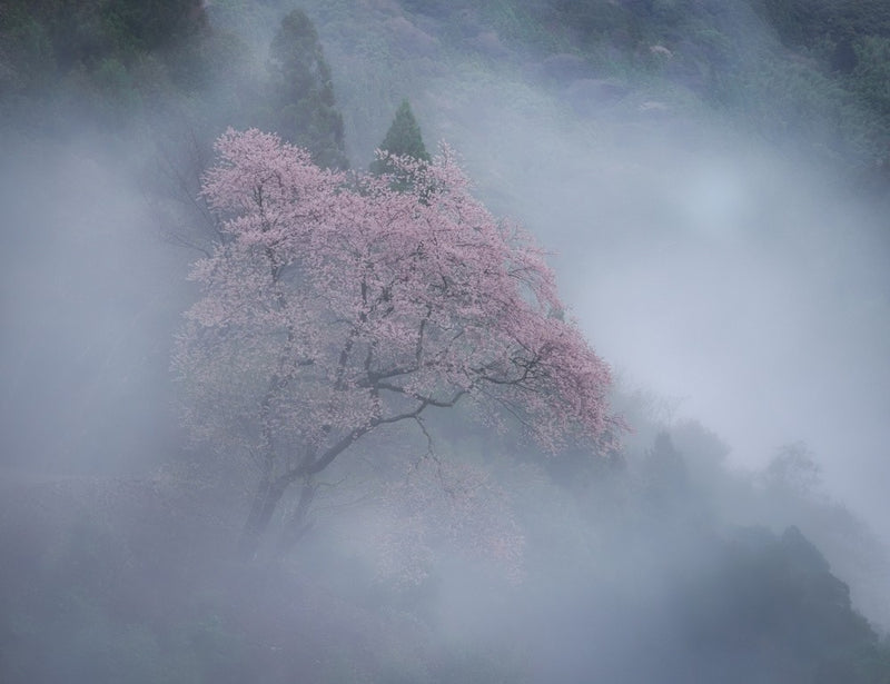 Cherry blossoms in the fog