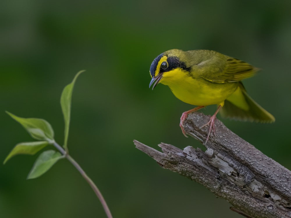 Kentucky warbler