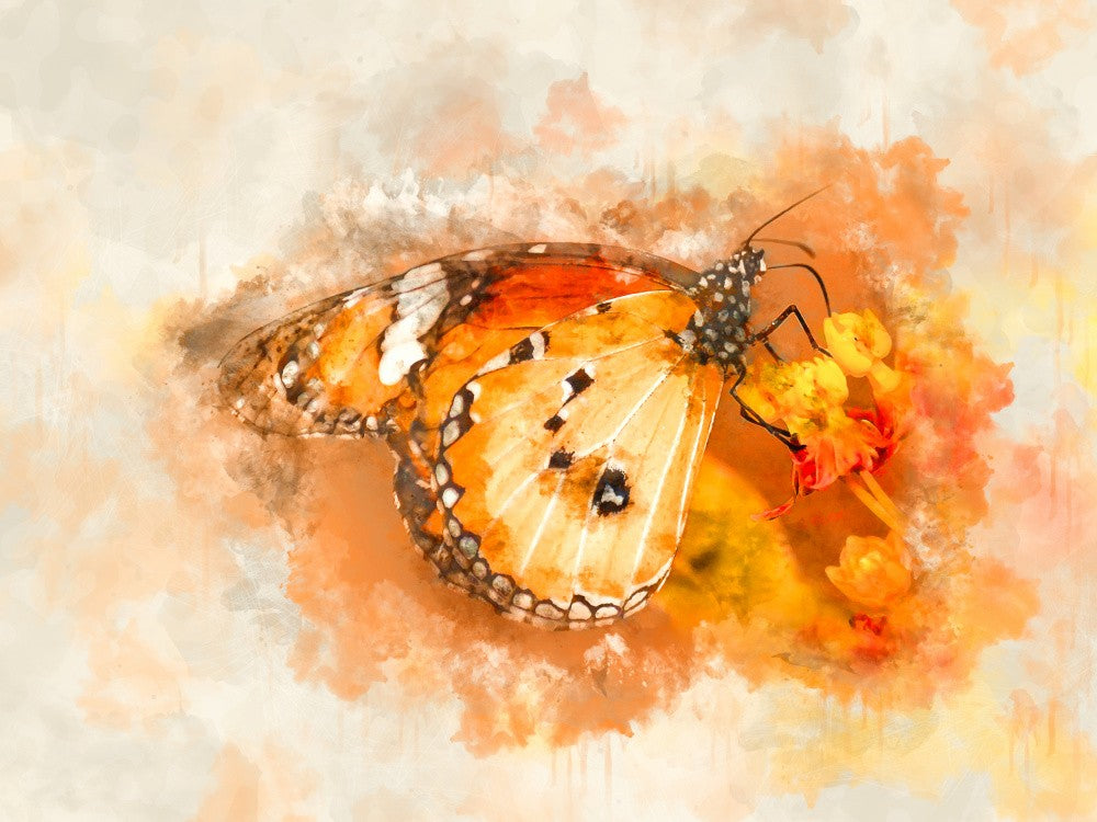 Closing Butterfly