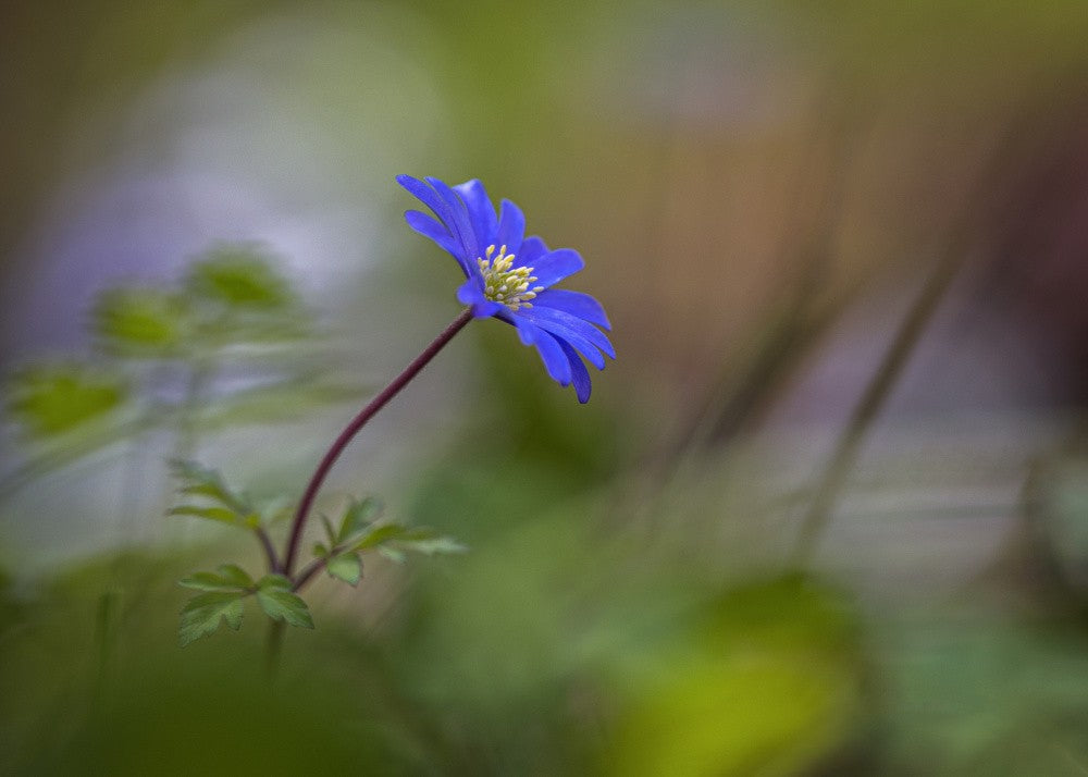 Blue anemone