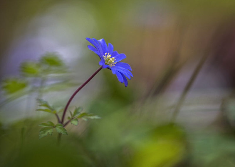 Anémone bleue