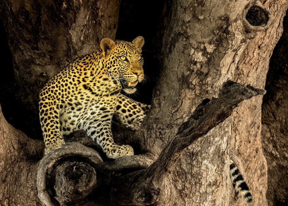 Leopard on A Tree