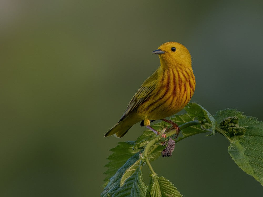 Yellow warbler
