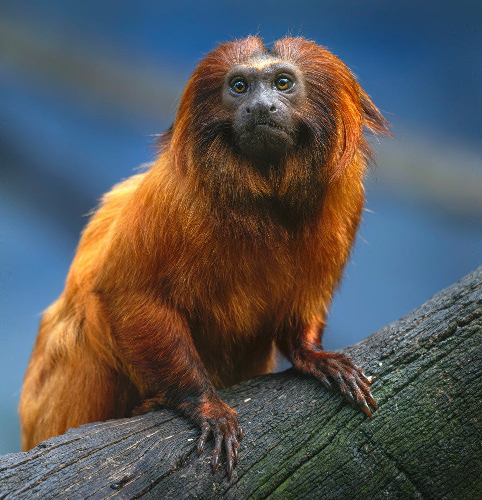 Golden Lion Tamarin