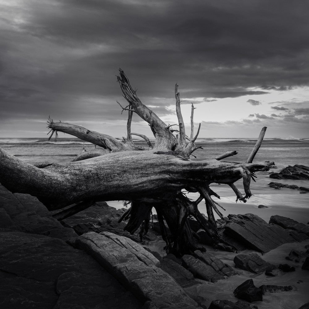 Arboreal Graveyard - Ray Truter Photography Fine Art Originals