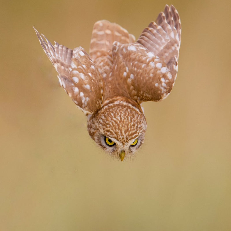 Little owl