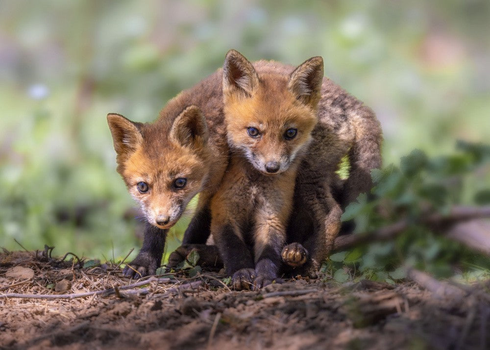 Play Buddies