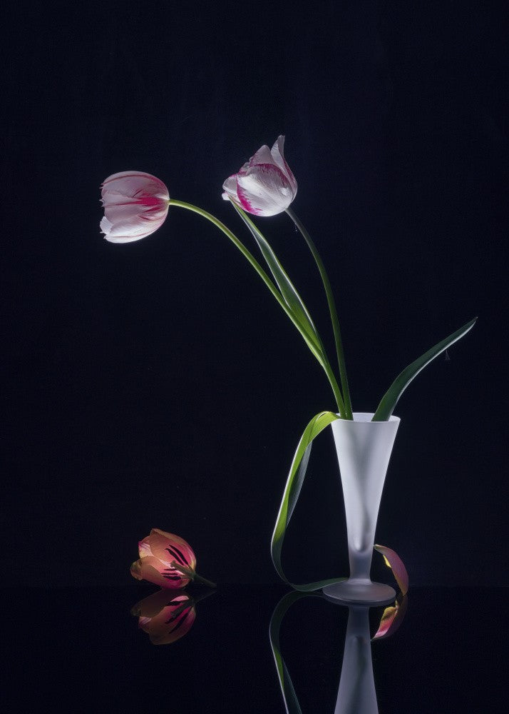 Tulip