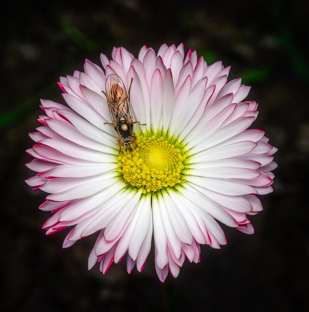 Symbiosis