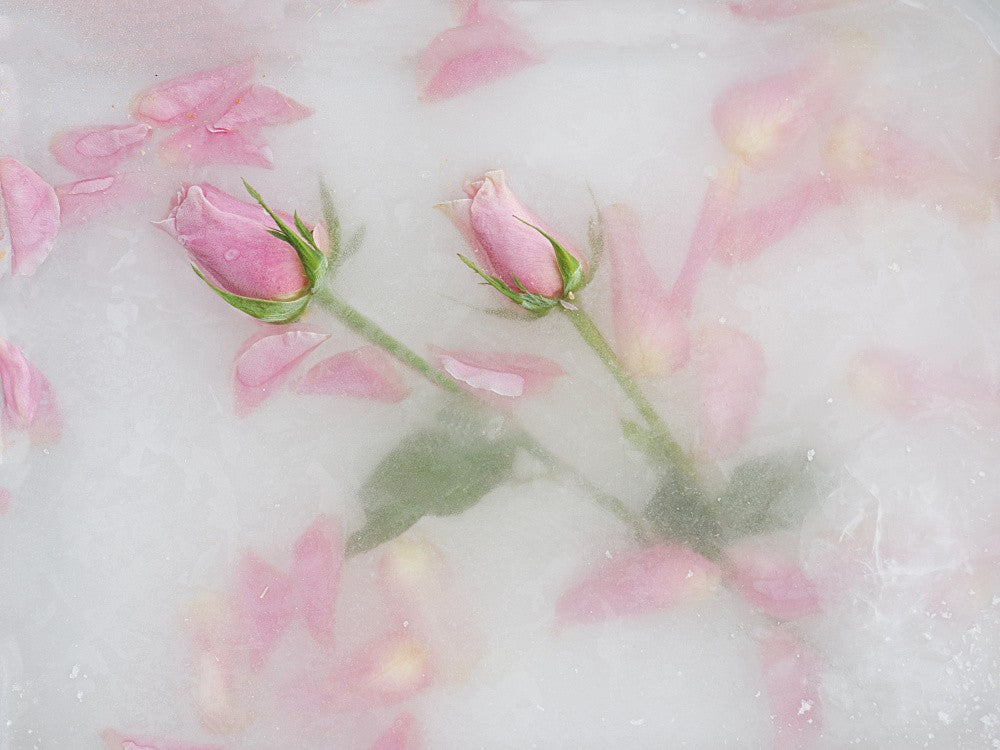 Roses and petals.