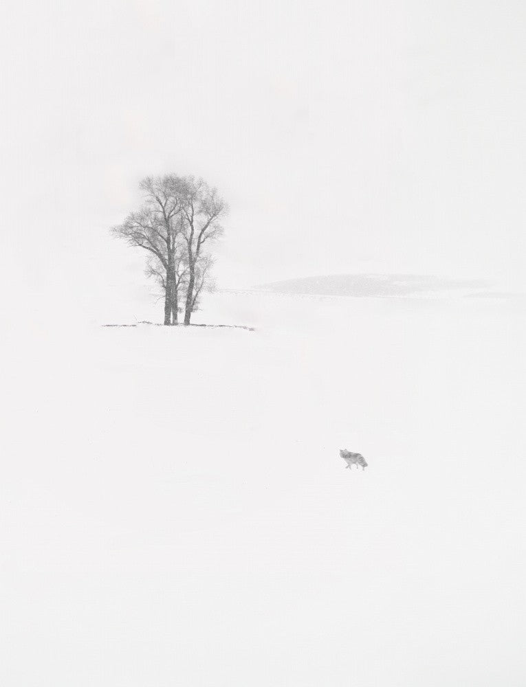 The lonely fellow